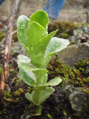 Hylotelephium caucasicum