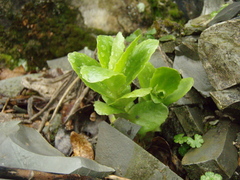 Hylotelephium caucasicum