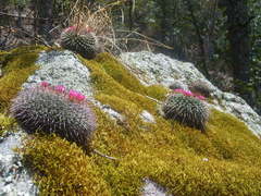 Mammillaria gigantea