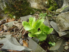 Hylotelephium caucasicum