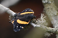 Vanessa hippomene hippomene