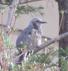 Hypsipetes amaurotis