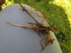 Carex chordorrhiza