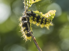 Leucanella viridescens