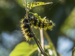 Leucanella viridescens