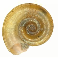 Planorbis carinatus