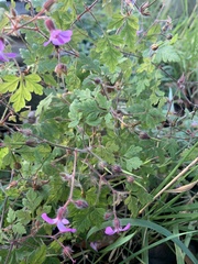 Geranium robertianum