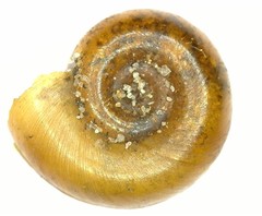 Planorbis carinatus