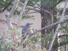 Hypsipetes amaurotis