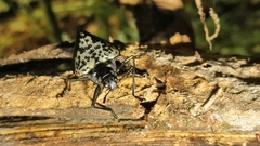 Cypherotylus tigrinus