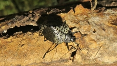 Cypherotylus tigrinus