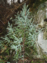 Juniperus foetidissima