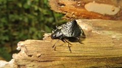 Cypherotylus tigrinus