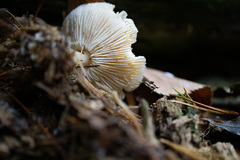 Leucocybe candicans
