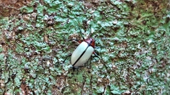 Poecilesthus suturalis