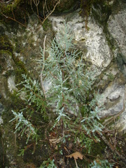 Juniperus foetidissima