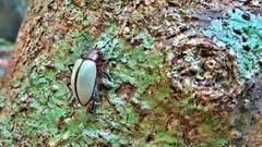 Poecilesthus suturalis