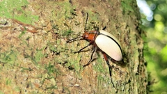 Poecilesthus suturalis