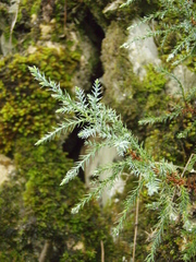 Juniperus foetidissima