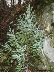 Juniperus foetidissima