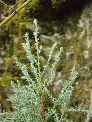 Juniperus foetidissima