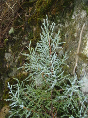 Juniperus foetidissima