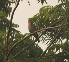 Eurystomus glaucurus