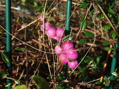 Symphoricarpos × chenaultii