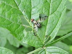 Otites formosa