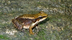 Crossodactylus gaudichaudii