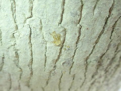 Lecanora expallens
