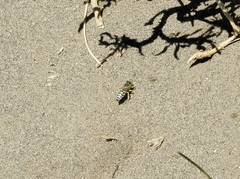 Bembix citripes