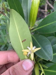 Rhizophora mangle image