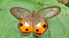 Pierella nereis