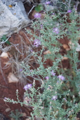 Centaurea spinosociliata