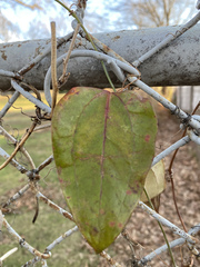 Smilax glauca