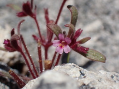 Brewer's Monkeyflower (Erythranthe breweri)