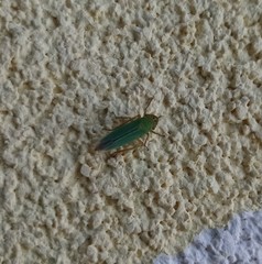 Cicadella