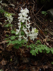 Corydalis caucasica