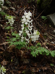 Corydalis caucasica