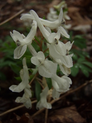 Corydalis caucasica
