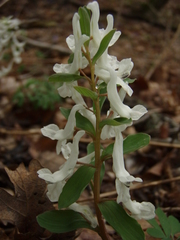 Corydalis caucasica
