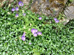 Campanula carpatica