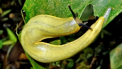 Vaginulus taunaisii