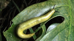 Vaginulus taunaisii