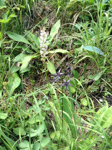 Kropenáč trváci (Swertia perennis)