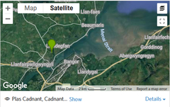 Eryngium variifolium