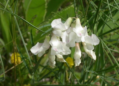 Lathyrus pannonicus