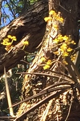 Trichocentrum brachyphyllum