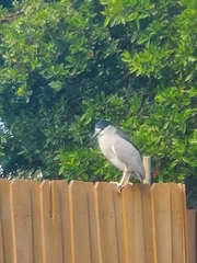 Nycticorax nycticorax image